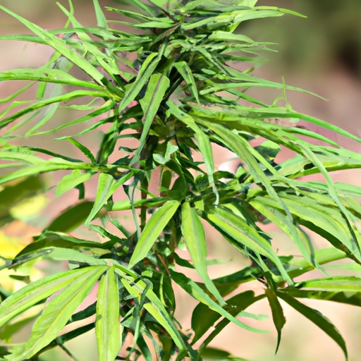 Exploring the Financial and Regulatory Requirements for Becoming a California Cannabis CFO